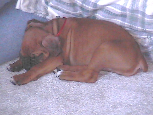 rudy at 6 weeks