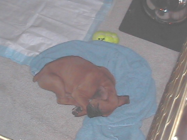 rudy at 6 weeks