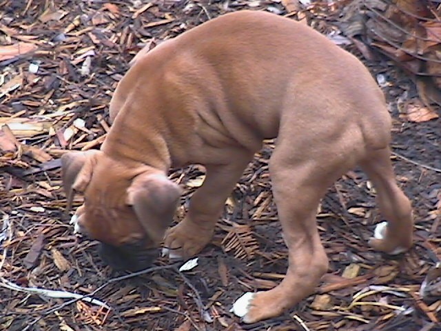 rudy at 8 weeks
