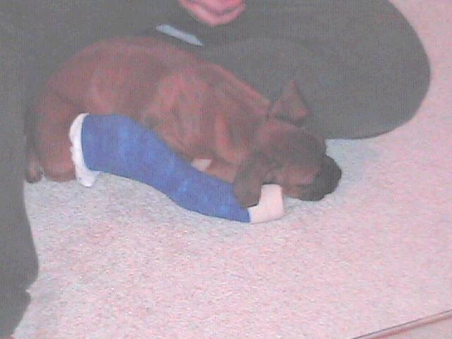rudy at 9 weeks