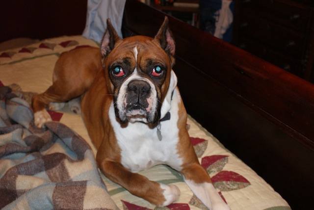 Rudy in our bed