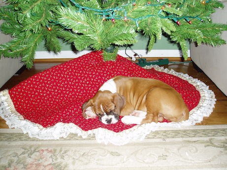 Rudy under Christmas tree