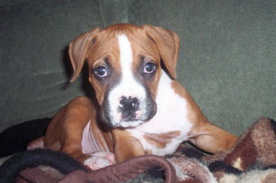 Rudy_8_weeks_BW