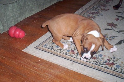 Rudy_playing_with_Kong_8_weeks