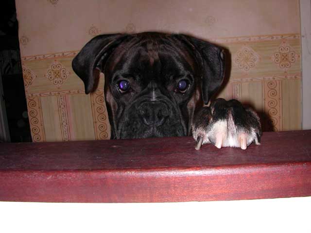 Rufus at 1 year old.