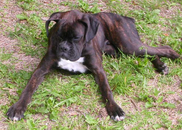 Rufus catching flies.