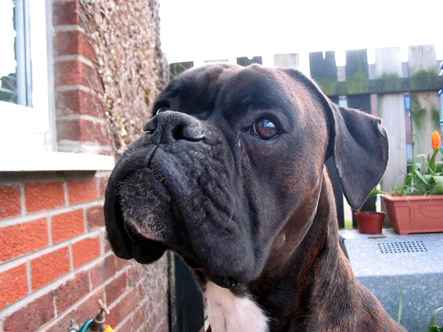 Rufus close up