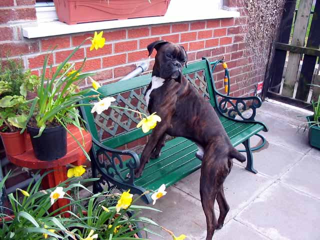 Rufus trying to look in the window