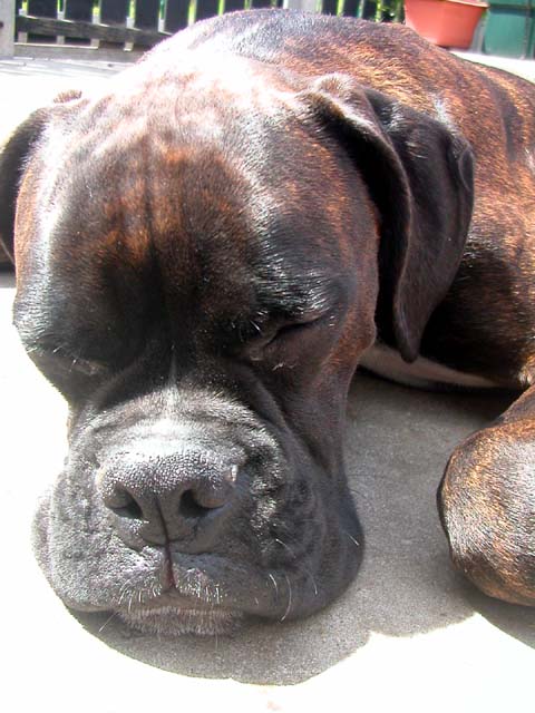 Rufus