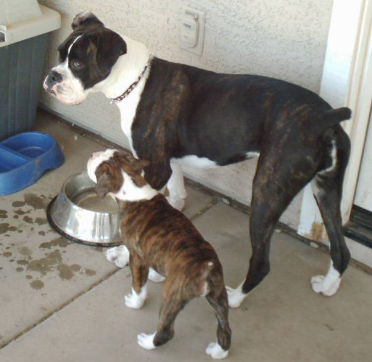 Ruger checking out Raven