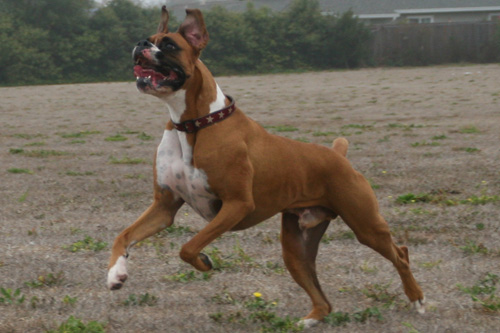 Running after a football