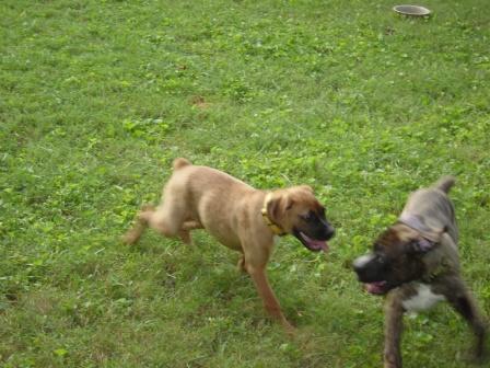 Running amuck!