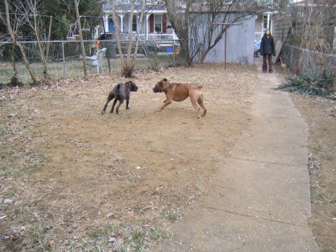 running around the yard