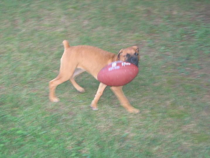 Running Bark Madi