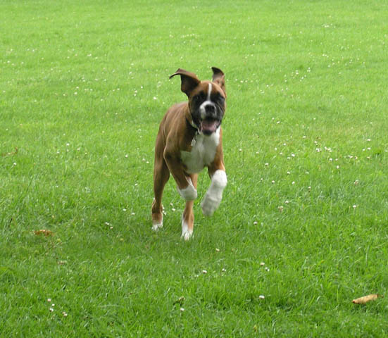 Running Boy