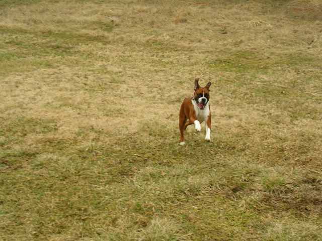 running fool