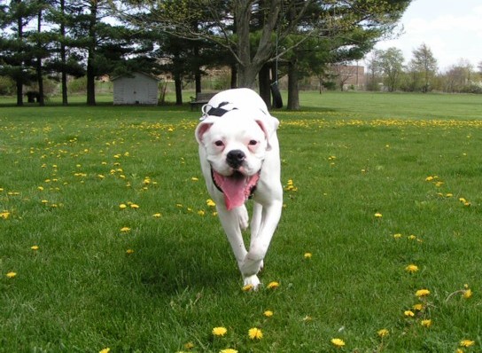 Running through the field