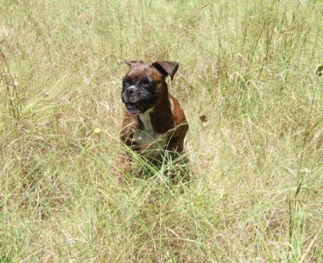 Running through the grass