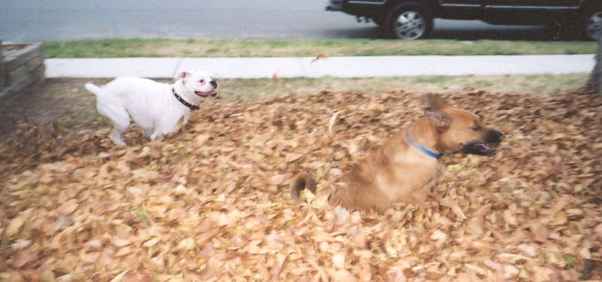 Running through the leaves