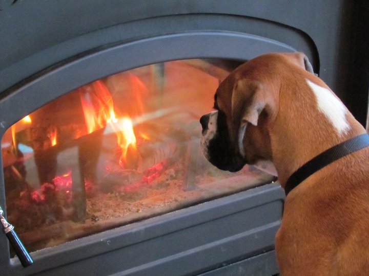 Rupert by the fire