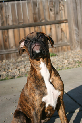Rupert in the sun