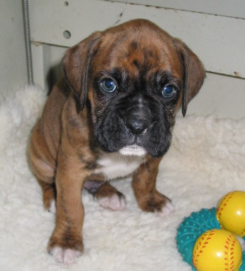 Ruski at Six Weeks