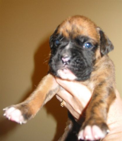 Ruski at Two Weeks