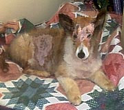 Rusty Again