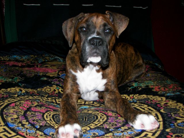 Rusty at 4 months