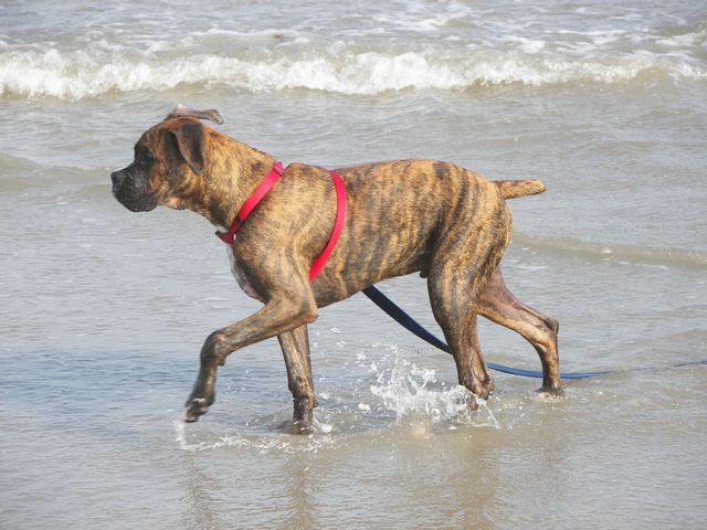 Rusty at beach 2