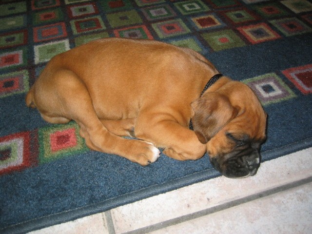 Rusty at home