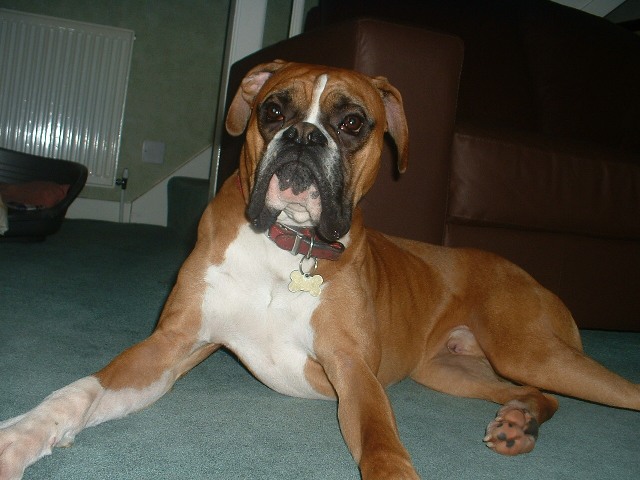 Rusty looking proud