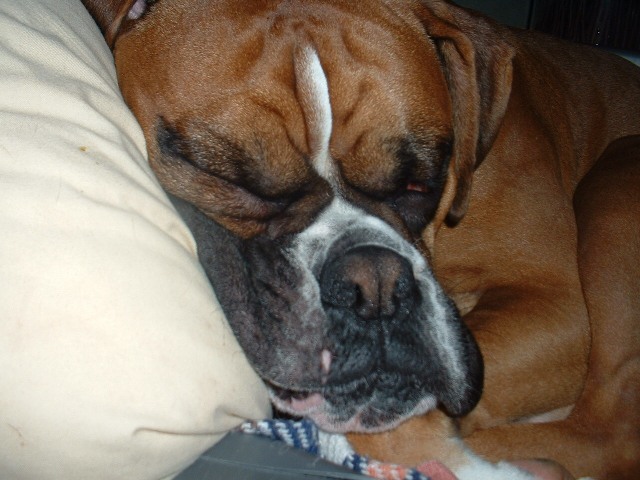 Rusty sleeping