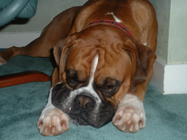 Rusty smooshy face