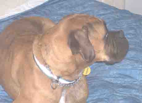Sable