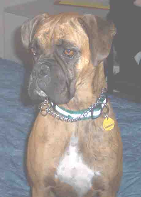 Sable