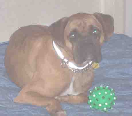sable
