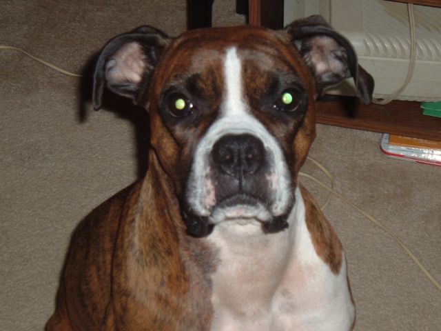 sable