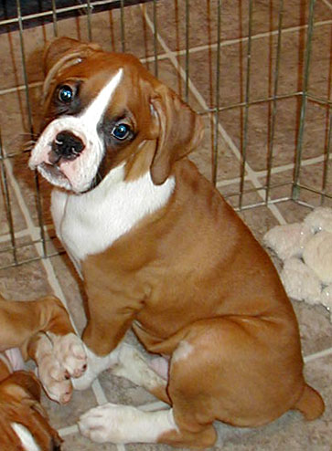 sabre-9wks