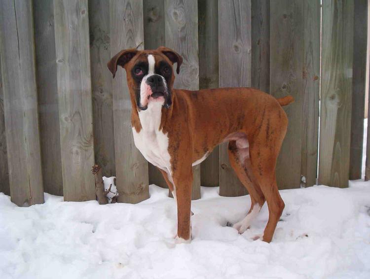 sabre's first snow fall!