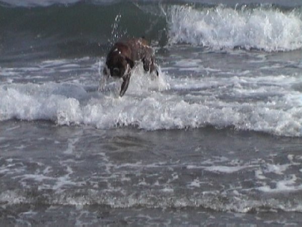 Sacha enjoying the sea