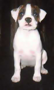 Sacha