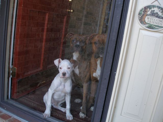 Sad babies