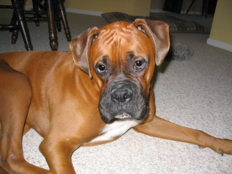 Sad little boxer face.
