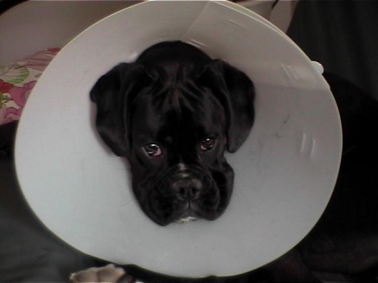 sad puppy
