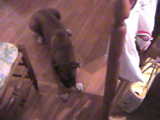 sad puppy