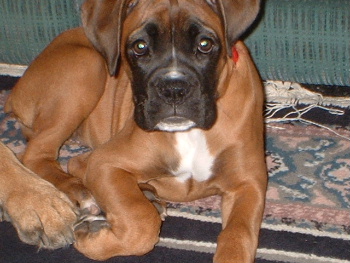 sad puppy