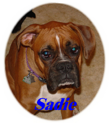 Sadie 1yr.