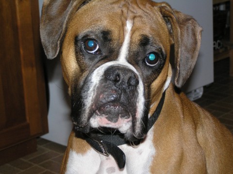 Sadie 2.5 yrs old