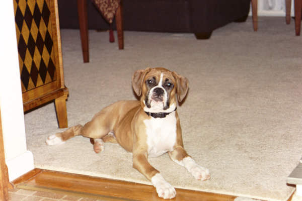 Sadie 4 months